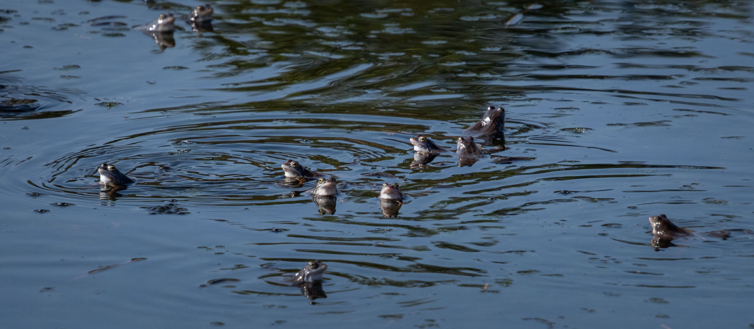 Julia Zimmermann-photography moor-frogs