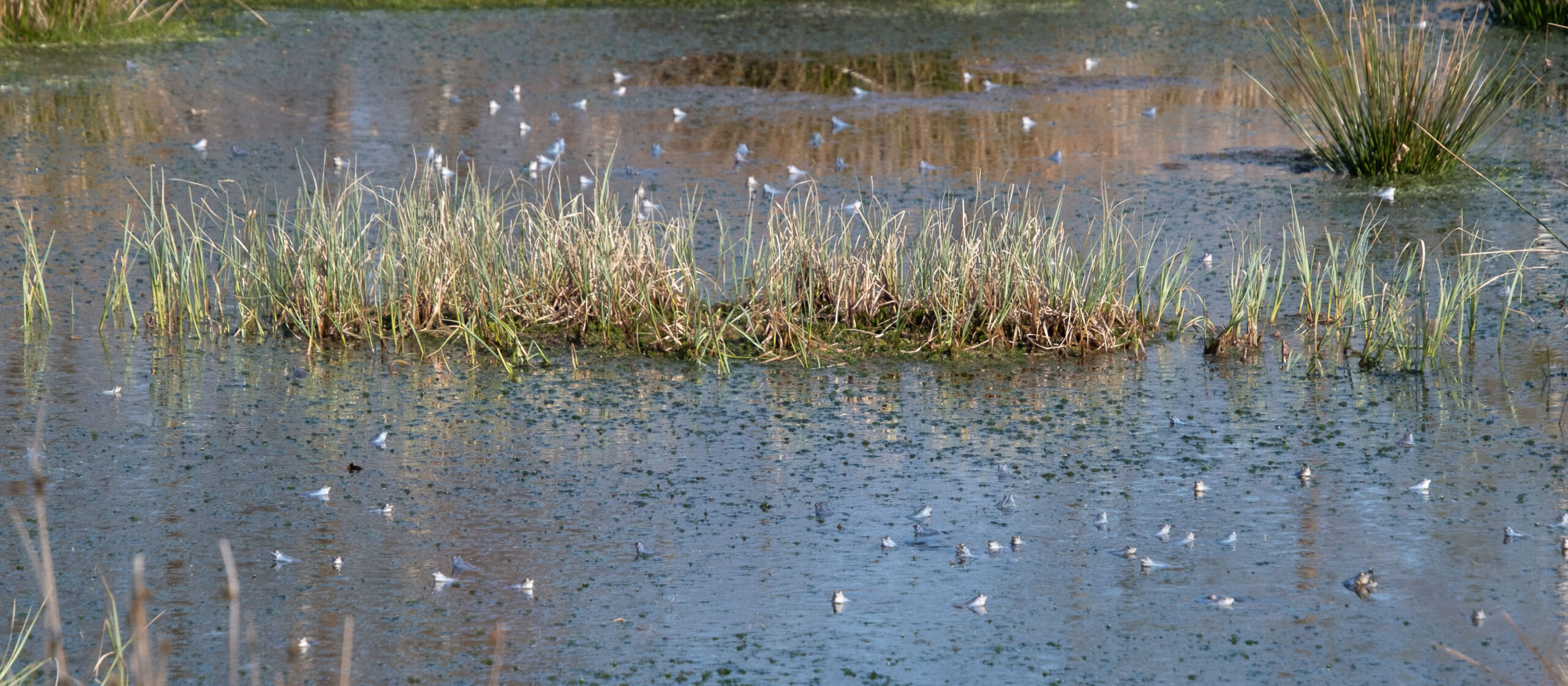 Julia Zimmermann-photography moor-frogs
