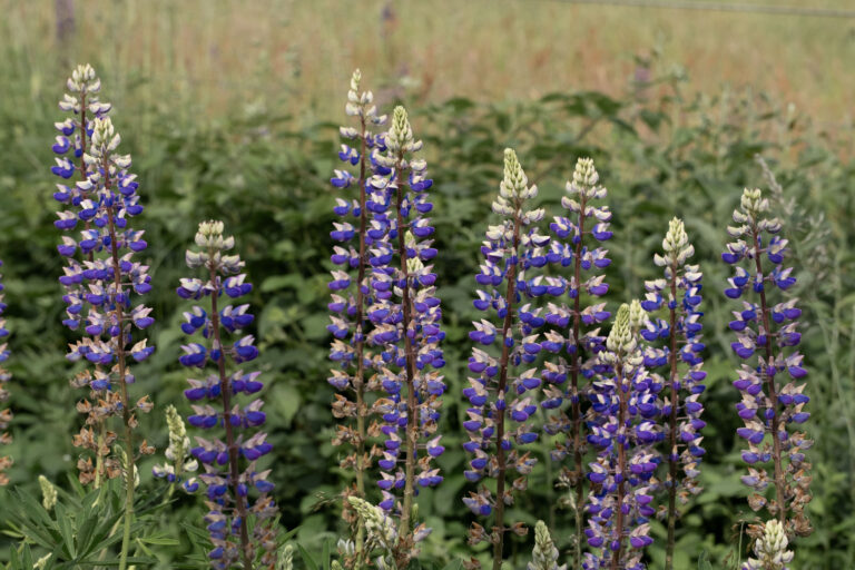 Julia Zimmermann photography lupines 001