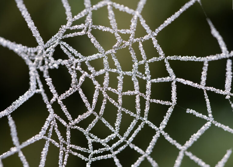 Julia Zimmermann photography frost
