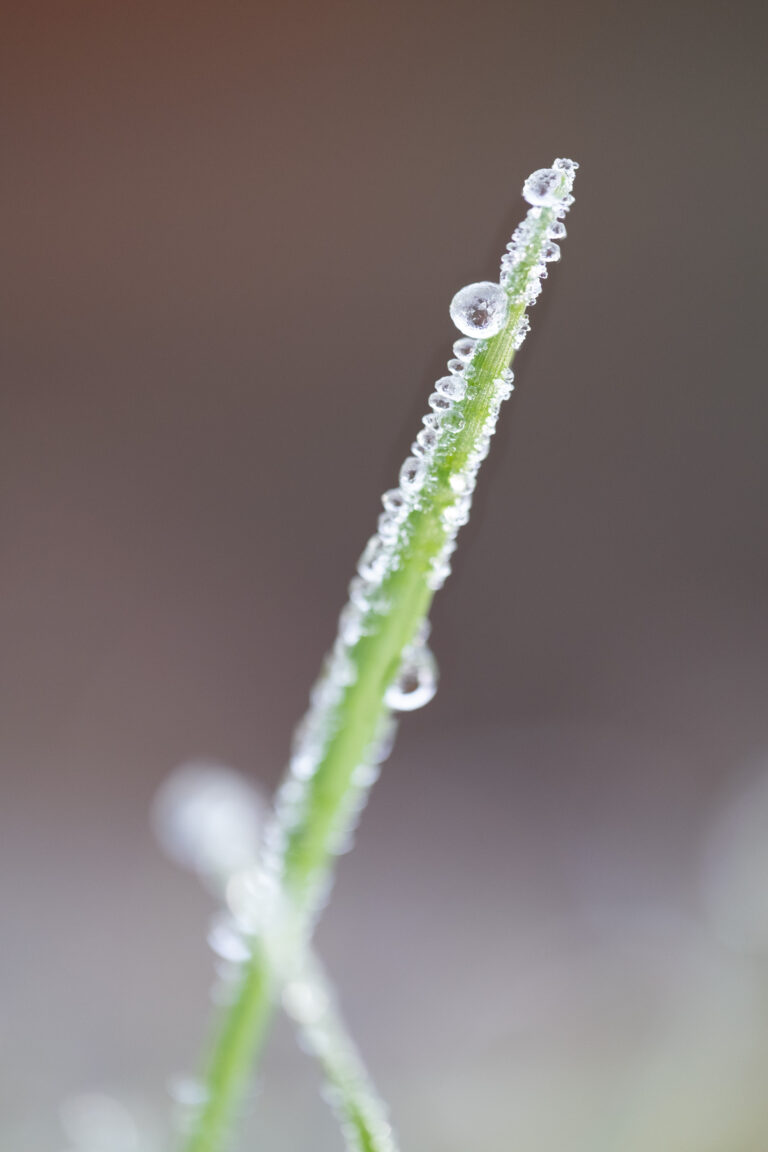 Julia Zimmermann photography frost