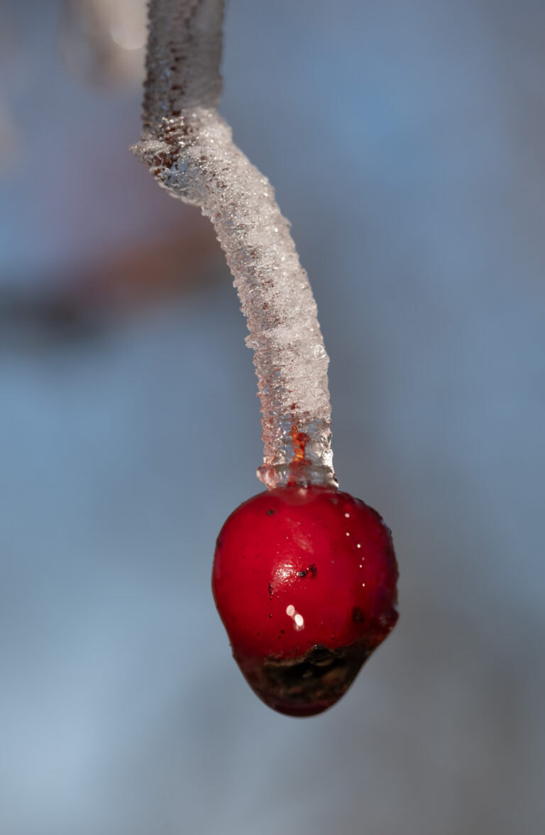 Julia Zimmermann photography frost