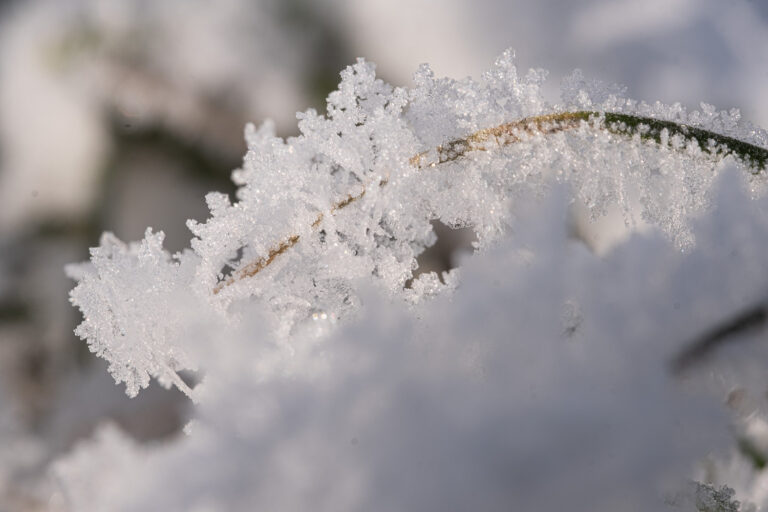 Julia Zimmermann photography frost