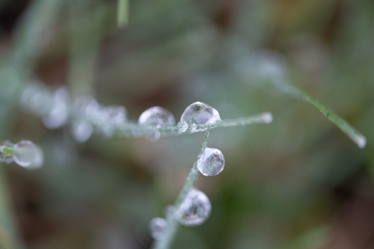 Julia Zimmermann photography frost
