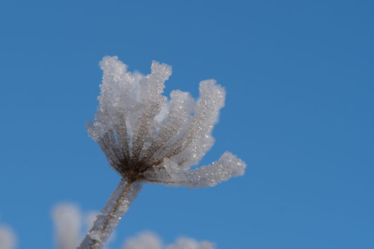 Julia Zimmermann photography frost