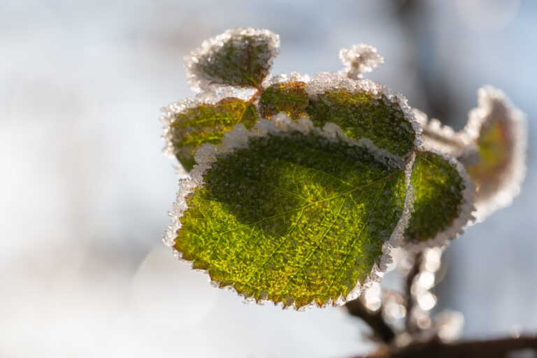 Julia Zimmermann photography frost