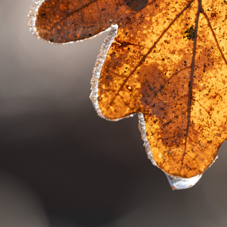 Julia Zimmermann photography frost