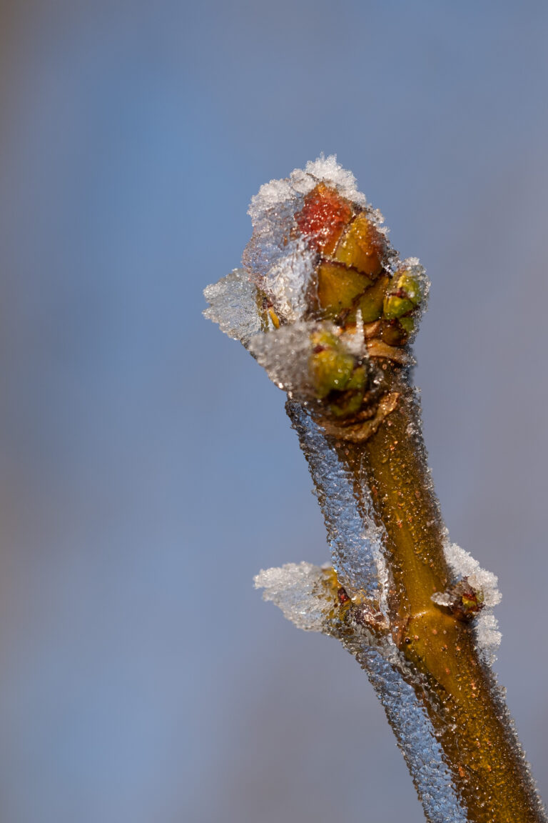 Julia Zimmermann photography frost