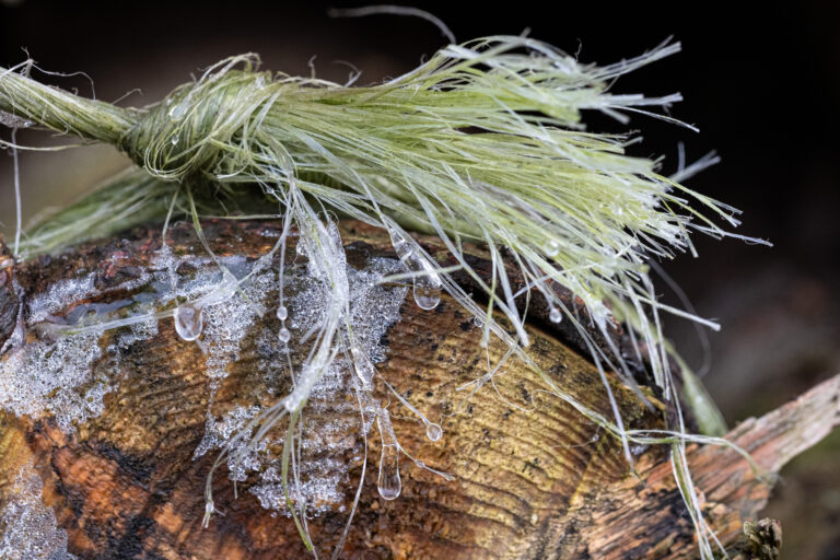 Julia Zimmermann photography frost