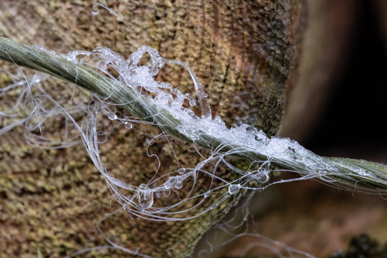 Julia Zimmermann photography frost