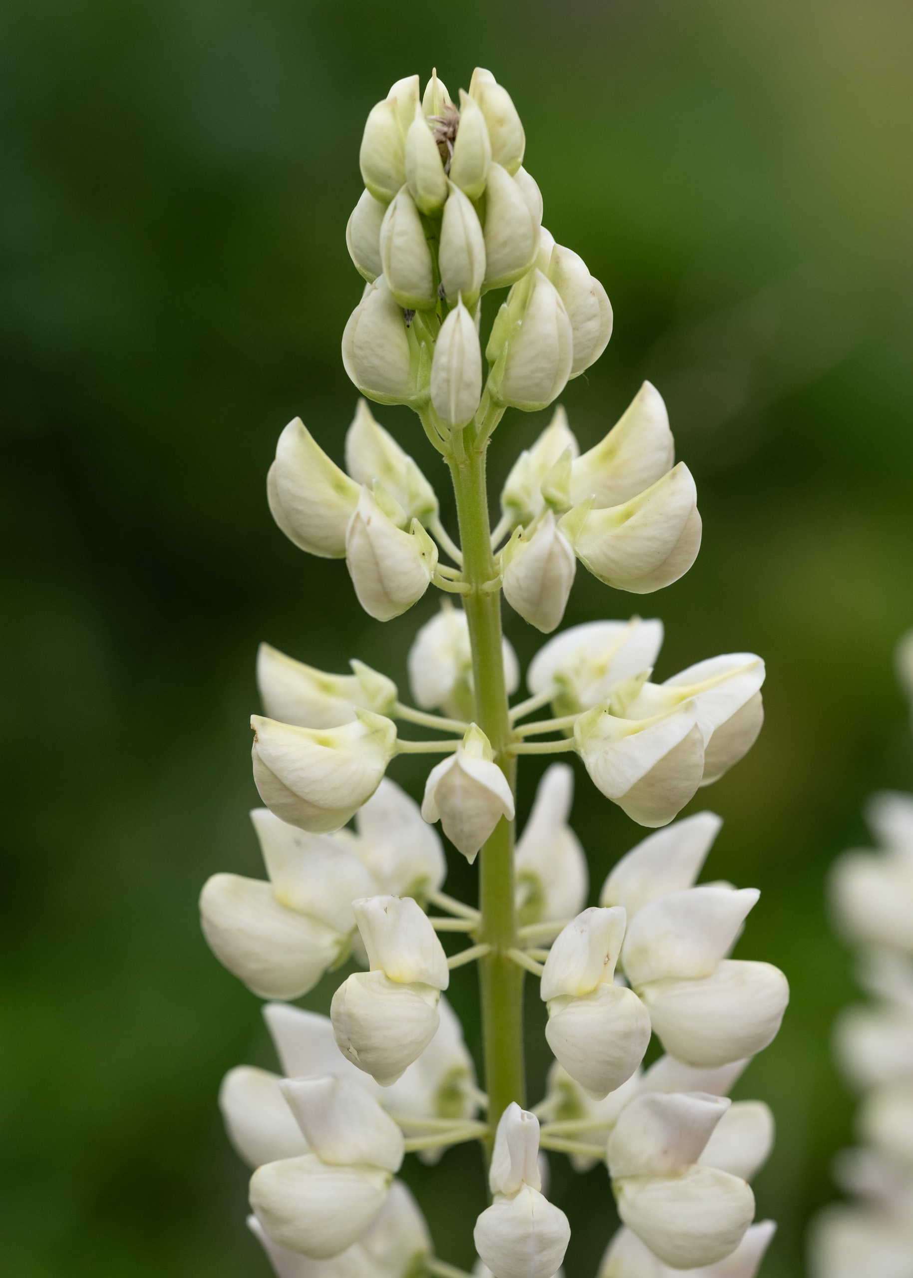 Julia Zimmermann photography lupines