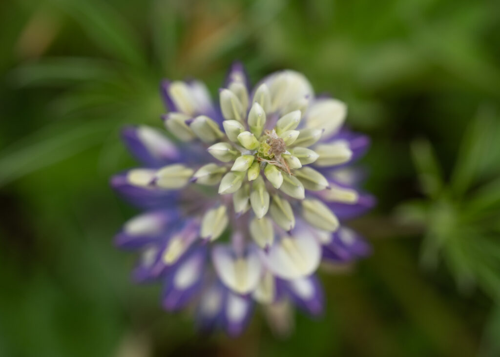 Julia Zimmermann photography lupines