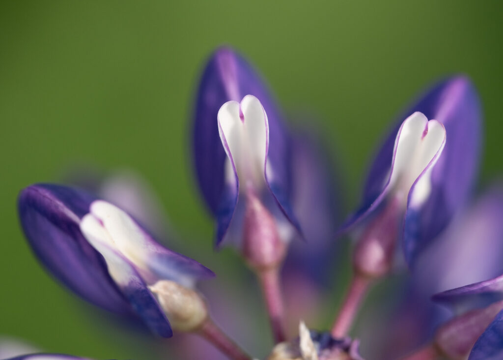 Julia Zimmermann photography lupines