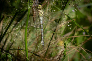 Julia Zimmermann photography Dragonfly