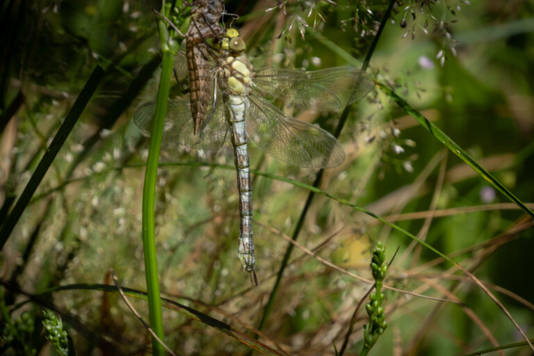 Julia Zimmermann photography Dragonfly