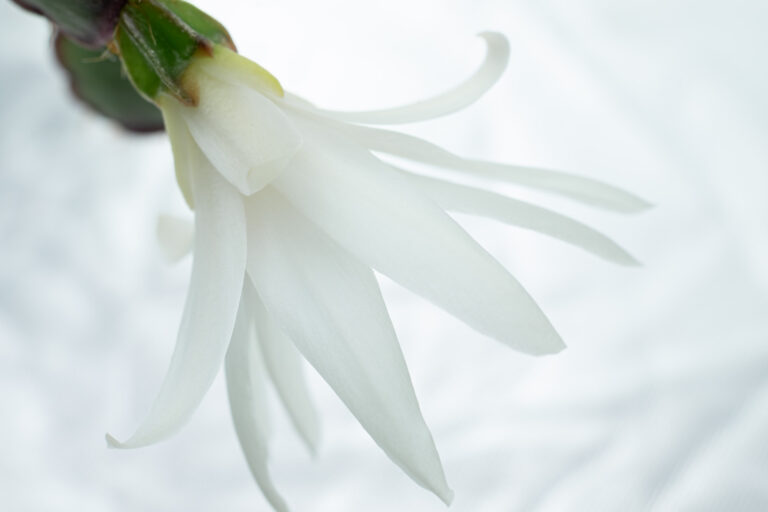 Julia Zimmermann photography flower