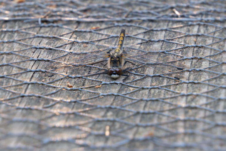 Julia Zimmermann photography dragonfly