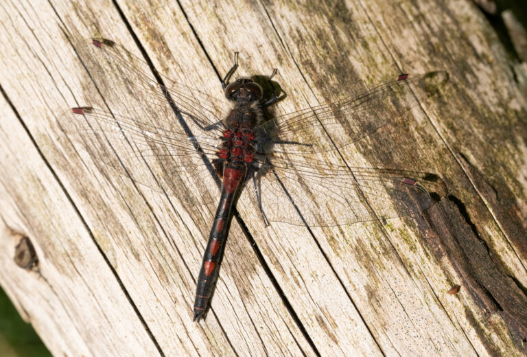 Julia Zimmermann photography dragonfly