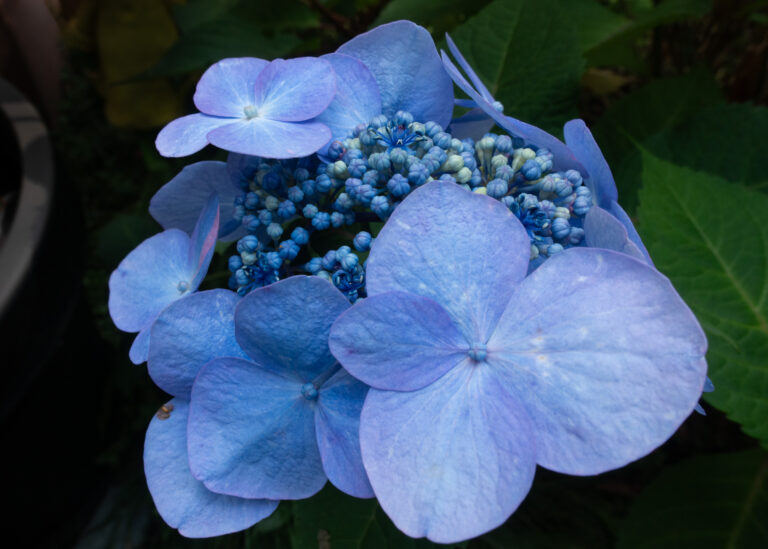 Julia Zimmermann photography flower