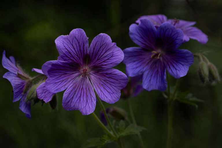 Julia Zimmermann photography flower