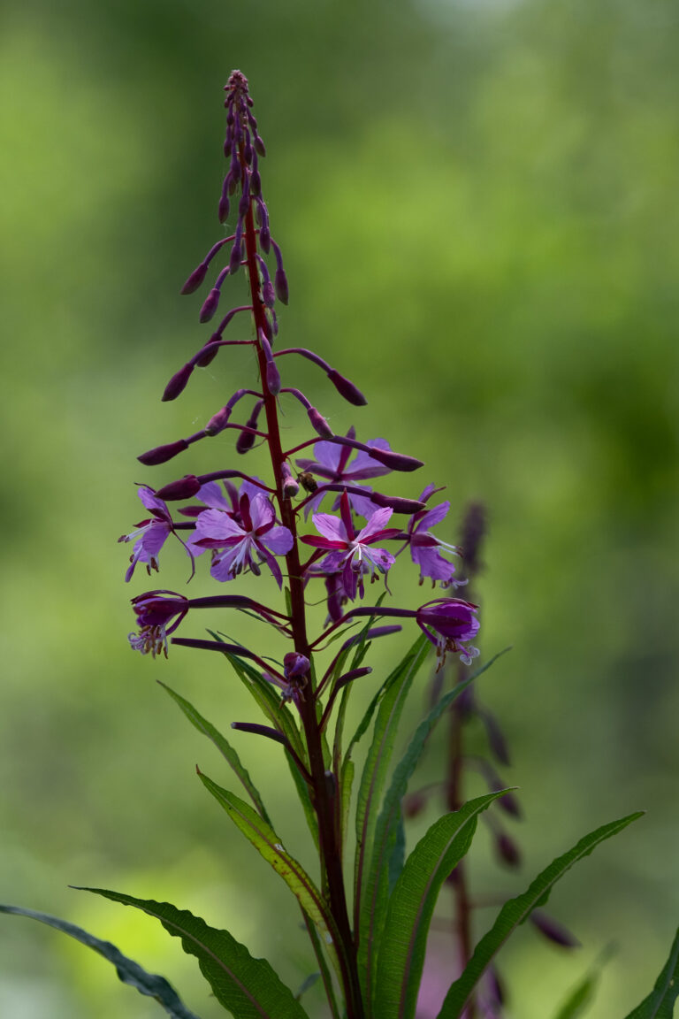 Julia Zimmermann photography flower