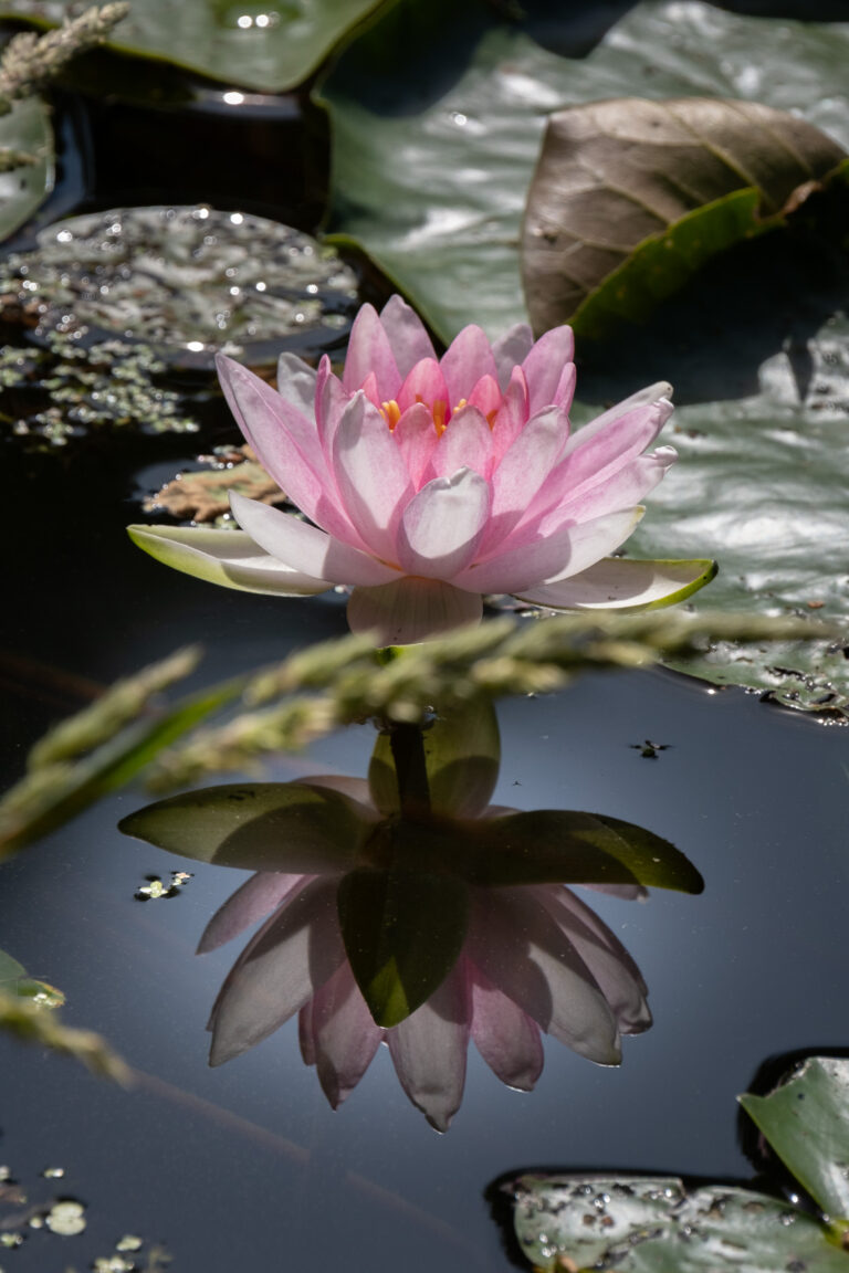 Julia Zimmermann photography flower