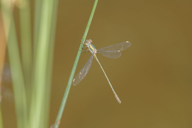 Julia Zimmermann photography dragonfly