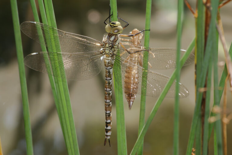 Julia Zimmermann photography dragonfly