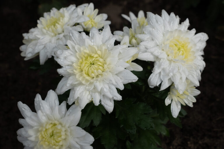 Julia Zimmermann photography flower