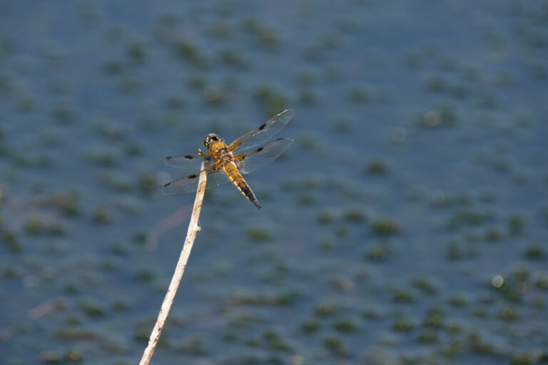 Julia Zimmermann photography dragonfly
