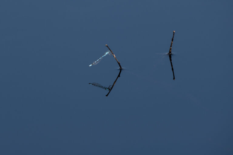 Julia Zimmermann photography dragonfly