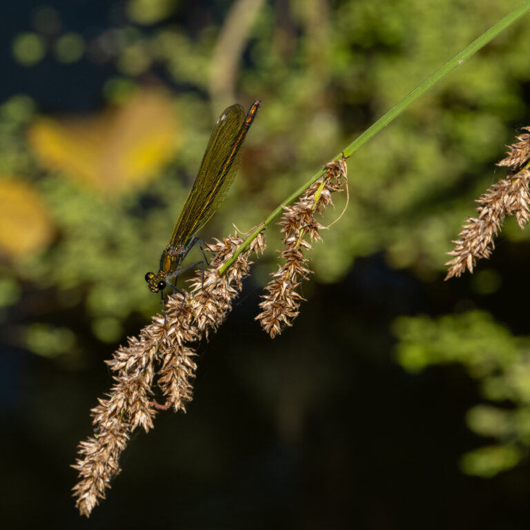 Julia Zimmermann photography dragonfly