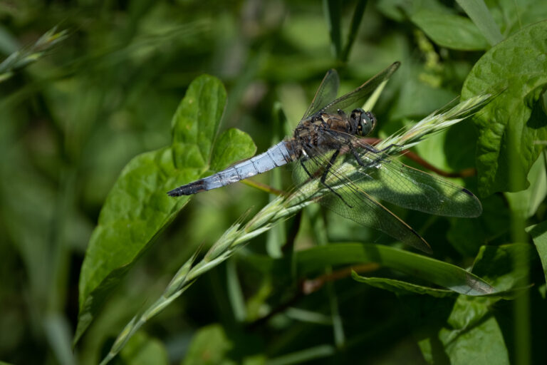 Julia Zimmermann photography dragonfly