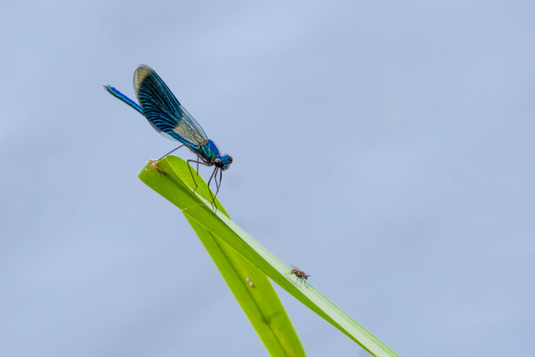 Julia Zimmermann photography dragonfly