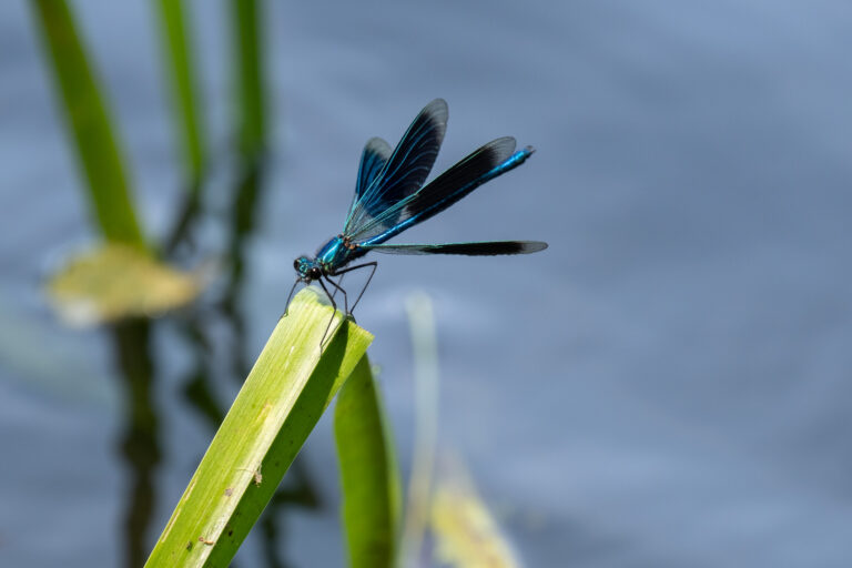 Julia Zimmermann photography dragonfly