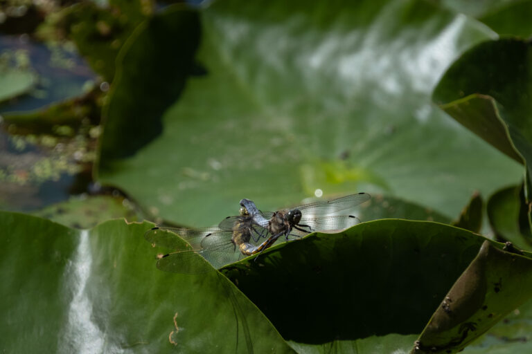Julia Zimmermann photography dragonfly