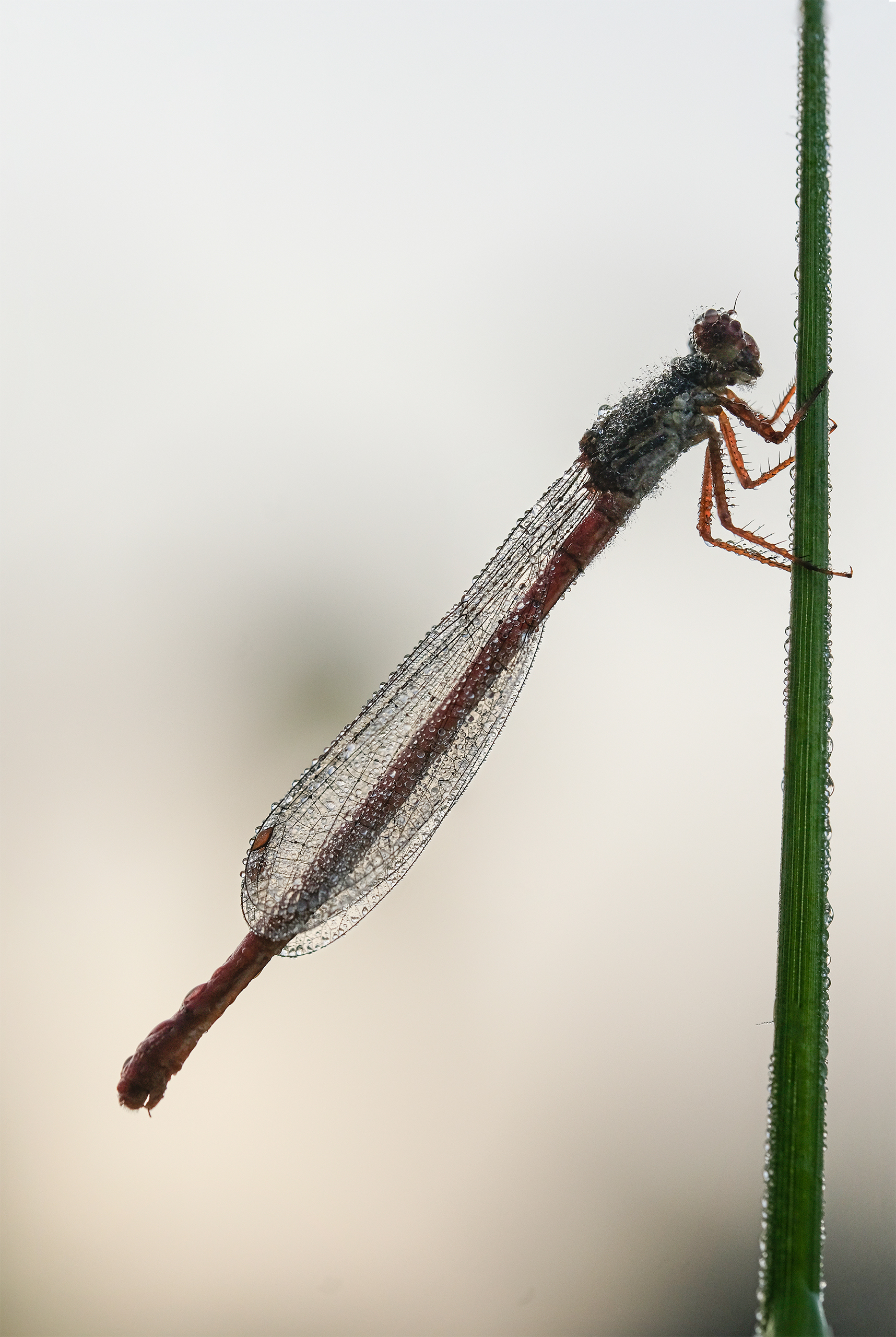 Julia Zimmermann photography dragonfly