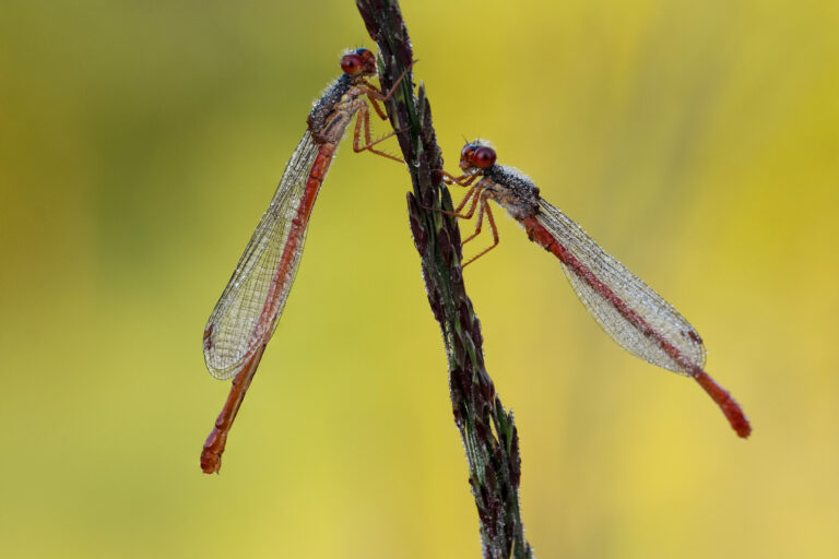 Julia Zimmermann photography dragonfly
