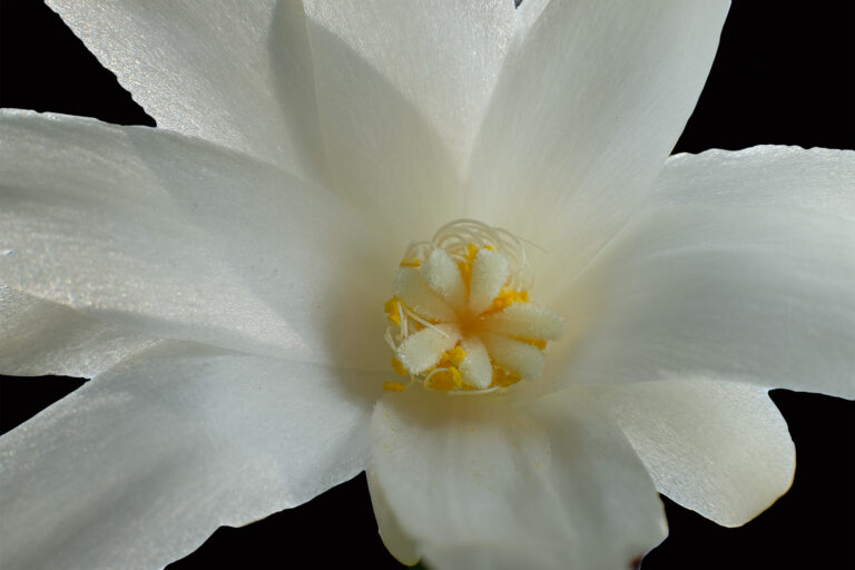 Julia Zimmermann photography flower