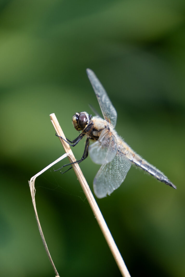 Julia Zimmermann photography dragonfly
