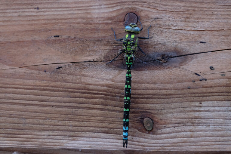 Julia Zimmermann photography dragonfly