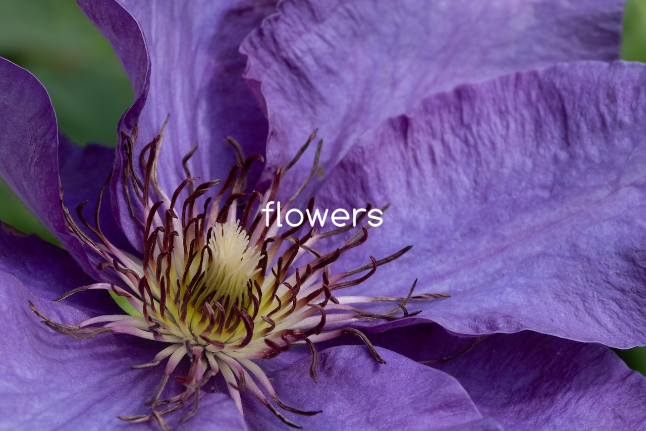 flowers