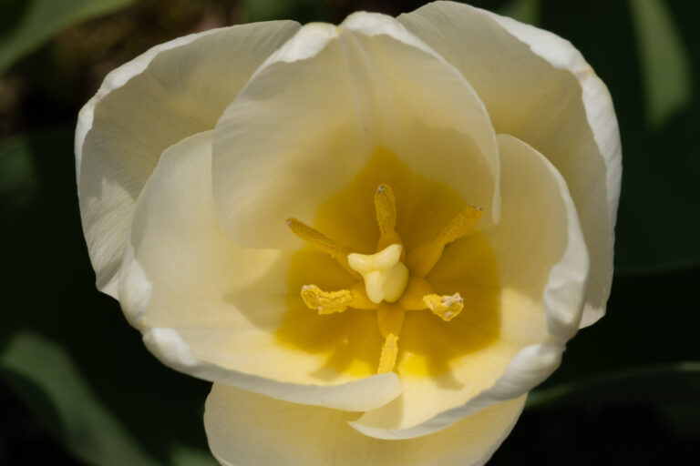 Julia Zimmermann photography flower