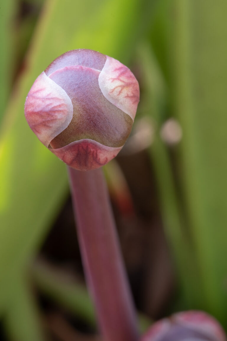 Julia Zimmermann photography flower