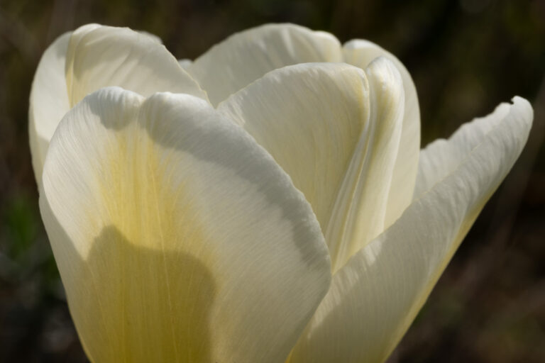 Julia Zimmermann photography flower