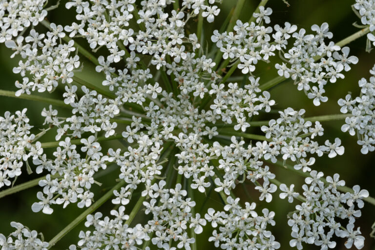 Julia Zimmermann photography flower