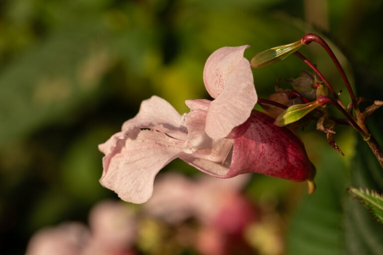 Julia Zimmermann photography flower
