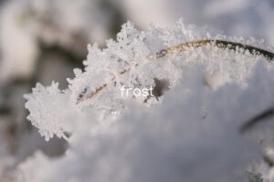 Julia Zimmermann photography frost feat