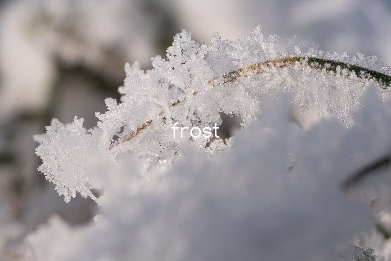frost