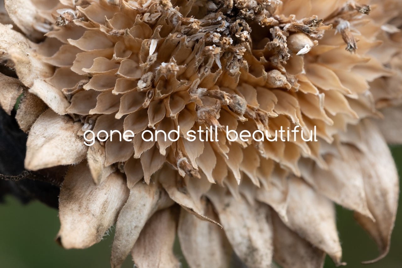 gone and still beautiful